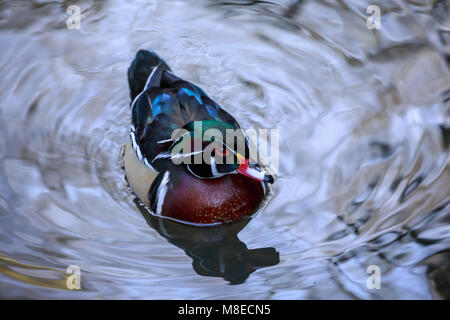 Ein Holz ente Drake auf metallischen suchen Wasser Stockfoto