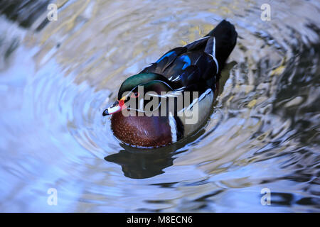 Ein Holz ente Drake auf metallischen suchen Wasser Stockfoto