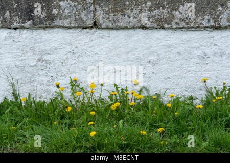 Niedrige Mauer und spring Löwenzahn. Taraxacum officinale. Stone Fence auf eine historische Brücke über einen Bach. Mit schönen gelben Blumen und grünes Gras. Stockfoto