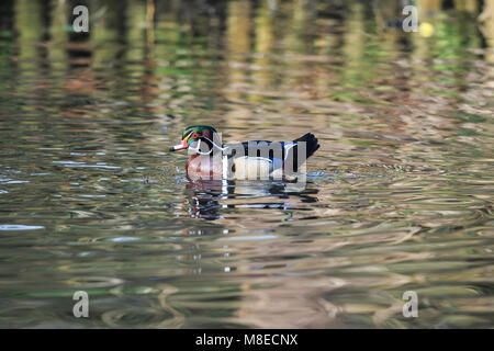 Ein Holz ente Drake auf metallischen suchen Wasser Stockfoto