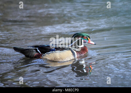 Ein Holz ente Drake auf metallischen suchen Wasser Stockfoto