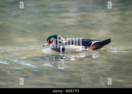 Ein Holz ente Drake auf metallischen suchen Wasser Stockfoto