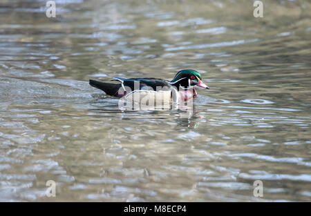 Ein Holz ente Drake auf metallischen suchen Wasser Stockfoto