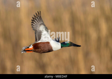 Mannetje Slobeend in Vlucht; Northern Shoveler Männchen im Flug Stockfoto