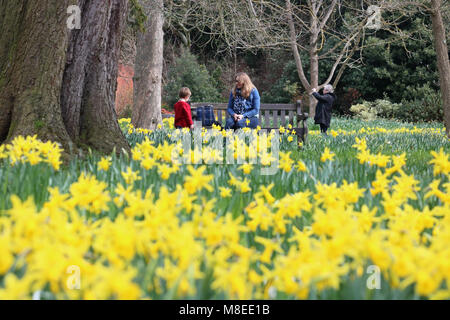 Hampton Court, SW London, England. 16. März 2018. Die Menschen genießen den Teppich der Narzissen in den Gärten in Hampton Court im Südwesten Londons an einem milden Tag mit Temperaturen um 14 Grad Celcius. Credit: Julia Gavin/Alamy leben Nachrichten Stockfoto