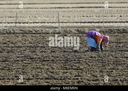 Hamchang, Deutschland, Südkorea. 14 Mär, 2018. März 17, 2018 - Hamchang, South Korea-Farmers Pflanzkartoffeln und Frühlingszwiebel mit einem landwirtschaftlichen Maschinen im Feld in Hamchang, südlich von Seoul (ca. 170 Km) Deutschland: Provinz, Südkorea. Die Landwirte sind beschäftigt mit ihrer Arbeit im frühen Frühling. Credit: Ryu Seung Il/ZUMA Draht/Alamy leben Nachrichten Stockfoto