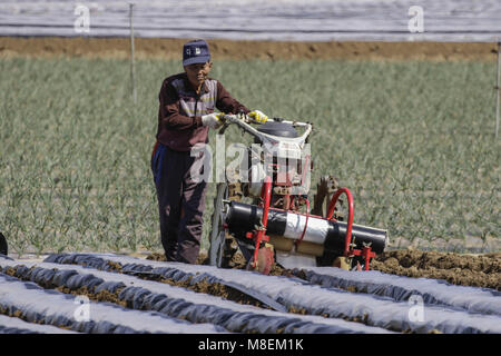 Hamchang, Deutschland, Südkorea. 17 Mär, 2018. März 17, 2018 - Hamchang, South Korea-Farmers Pflanzkartoffeln und Frühlingszwiebel mit einem landwirtschaftlichen Maschinen im Feld in Hamchang, südlich von Seoul (ca. 170 Km) Deutschland: Provinz, Südkorea. Die Landwirte sind beschäftigt mit ihrer Arbeit im frühen Frühling. Credit: Ryu Seung Il/ZUMA Draht/Alamy leben Nachrichten Stockfoto