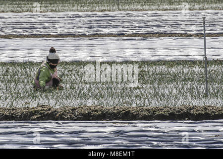 Hamchang, Deutschland, Südkorea. 17 Mär, 2018. März 17, 2018 - Hamchang, South Korea-Farmers Pflanzkartoffeln und Frühlingszwiebel mit einem landwirtschaftlichen Maschinen im Feld in Hamchang, südlich von Seoul (ca. 170 Km) Deutschland: Provinz, Südkorea. Die Landwirte sind beschäftigt mit ihrer Arbeit im frühen Frühling. Credit: Ryu Seung Il/ZUMA Draht/Alamy leben Nachrichten Stockfoto