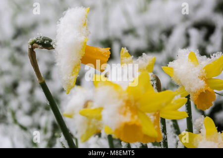 London, UK, 17. März 2018. London wacht auf und seltene Frühling Schnee als "Tier aus dem Osten' gibt. Narzissen in ein Abstauben von Schnee bedeckt. Credit: Amanda Rose/Alamy leben Nachrichten Stockfoto