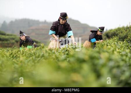 Rongjiang, Chinas Provinz Guizhou. 17 Mär, 2018. Arbeitnehmer pick Teeblätter auf einer Teeplantage in Liangwang Township von Rongjiang County, im Südwesten Chinas Provinz Guizhou, 17. März 2018. Credit: Yang Chengli/Xinhua/Alamy leben Nachrichten Stockfoto