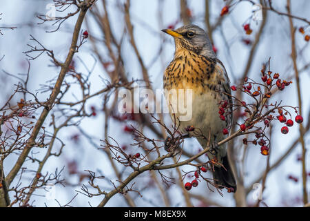 Etend Kramsvogel bessen; Wacholderdrossel essen Beeren Stockfoto