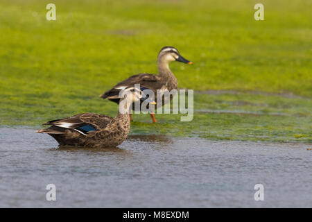 Chinesische Vlekbekeend, Ost Spot-billed Duck, Anas zonorhyncha Stockfoto