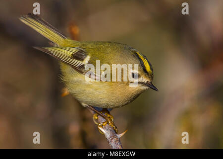 Goudhaan, Goldcrest; Regulus Regulus Stockfoto