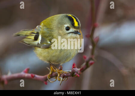 Goudhaan, Goldcrest; Regulus Regulus Stockfoto