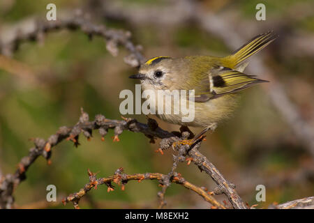 Goudhaan, Goldcrest; Regulus Regulus Stockfoto