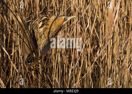 Roerdomp in Het Riet; Große Rohrdommel in Schilf Stockfoto