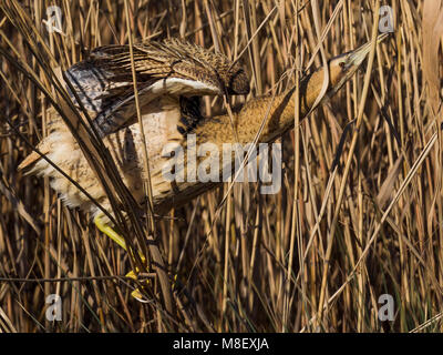 Roerdomp in Het Riet; Große Rohrdommel in Schilf Stockfoto