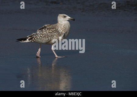 Onvolwassen Grote Mantelmeeuw; unreif Gull-mantelmöwe Stockfoto