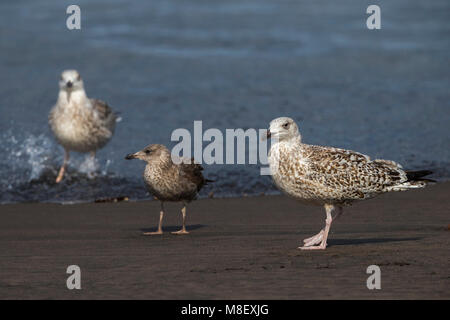 Onvolwassen Grote Mantelmeeuw; unreif Gull-mantelmöwe Stockfoto