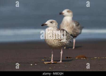 Onvolwassen Grote Mantelmeeuw; unreif Gull-mantelmöwe Stockfoto