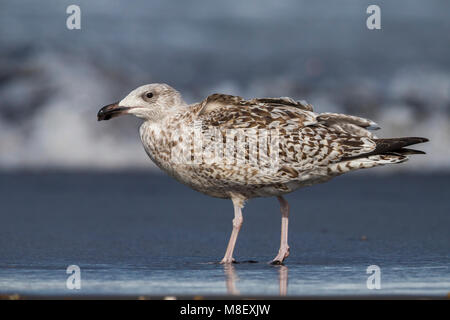 Onvolwassen Grote Mantelmeeuw; unreif Gull-mantelmöwe Stockfoto