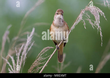 Grote Karekiet zingend in Het Riet; große Teichrohrsänger singend in Reed Stockfoto