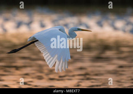 Grote Zilverreiger opvliegend, Silberreiher off-Einstellung Stockfoto