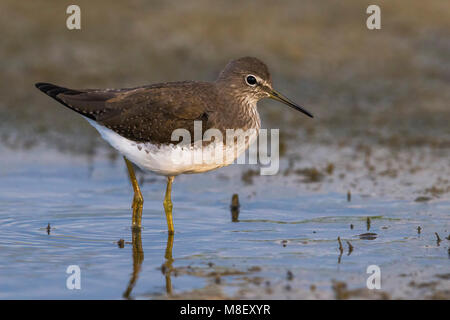 Foeragerend Witgatje; Grün Sandpiper Nahrungssuche Stockfoto