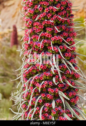 Tajinaste Rojo (Echium wildpretii), endemische Pflanze, Nationalpark Teide, Teneriffa, Kanarische Inseln, Spanien Stockfoto