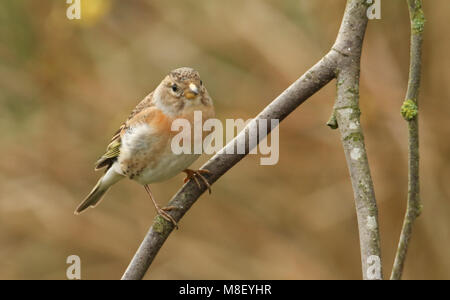 Eine atemberaubende Bergfink (Fringilla montifringilla) auf dem Zweig eines Magnolienbaum thront. Stockfoto