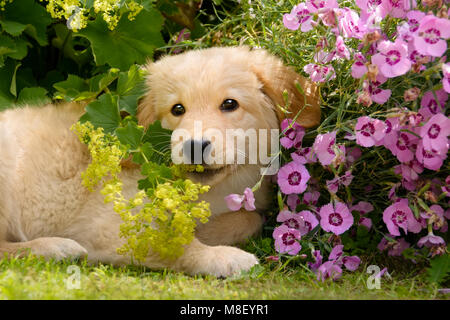 Jungen Golden Retriever Hunde Welpen spielen mit bunten Blumen im Garten an einem sonnigen Tag im Sommer