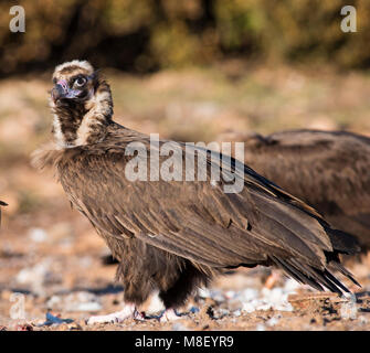 Europäische Schwarz/Cinereous Geier (Aegypius monachus) setzte sich auf den Boden in die Pyrenäen, Spanien, Gesicht auf Stockfoto