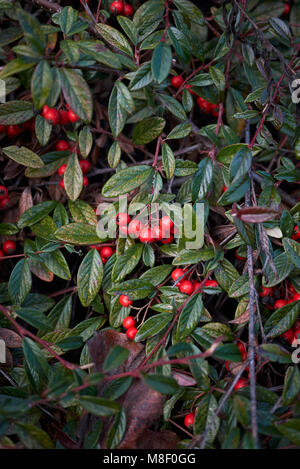 Zwergmispel salicifolius Stockfoto