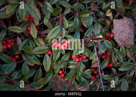 Zwergmispel salicifolius Stockfoto