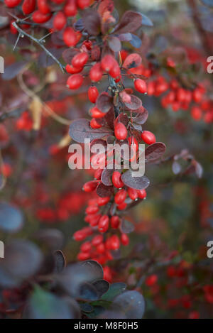 Berberis Thunbergii atropurpurea Stockfoto