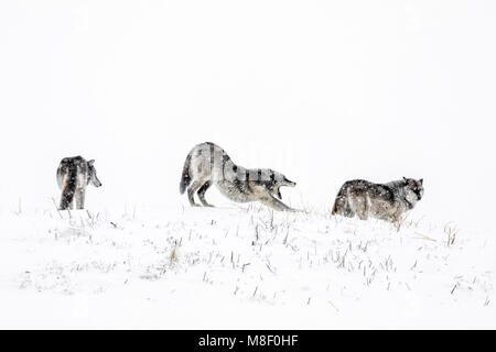 Graue Wölfe auch als Schnittholz Wölfe bekannt, Canis lupis, Manitoba, Kanada. Stockfoto