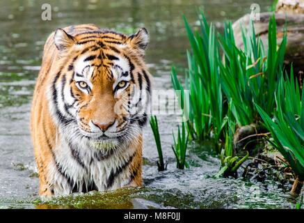 Bengal Tiger Stockfoto