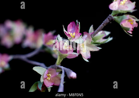Zarter Frühling rosa sakura Blumen auf schwarzem Hintergrund isoliert. Künstliche Seidenblumen Stockfoto