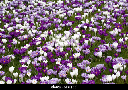 Frühling Krokusse in Grünland am RHS Wisley wachsen. Stockfoto