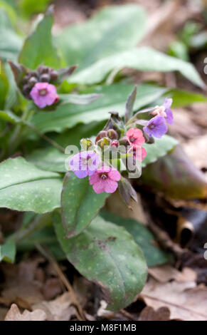 Pulmonaria officinalis Blumen im März. Stockfoto