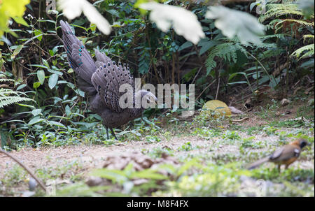 Polyplectron bicalcaratum - Die grauen Pfau-Fasan Stockfoto