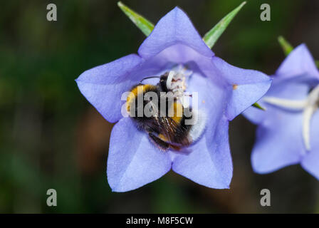 White-tailed Hummel, Bombus lucorum, in einer Blume Stockfoto