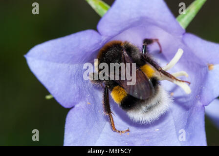 White-tailed Hummel, Bombus lucorum, in einer Blume Stockfoto