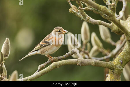 Eine atemberaubende Bergfink (Fringilla montifringilla) auf dem Zweig eines Magnolienbaum thront. Stockfoto