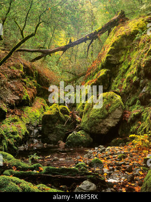 Cataract Creek, Cataract Canyon, Mount Tamalpais, Marin County, Kalifornien Stockfoto