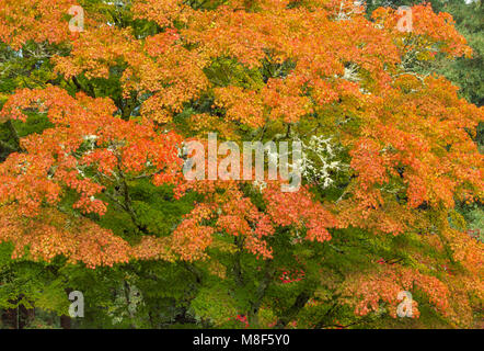 Herbst, japanische Ahorn, Mill Valley, Marin County, Kalifornien, Stockfoto