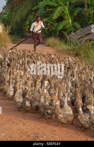 Ente Herding auf die Kerala Backwaters, SW-Indien Stockfoto