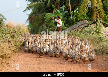 Eine Ente herder auf die Kerala Backwaters, SW-Indien Stockfoto