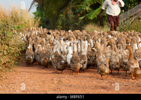 Ente Herding auf die Kerala Backwaters, SW-Indien Stockfoto