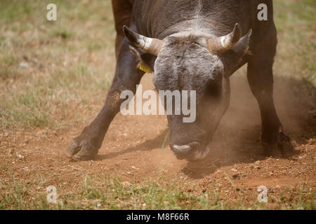 Raging Bull auf den Stierkampf Contest in Dalmatien, Kroatien Stockfoto